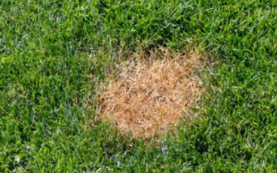 Common Michigan Lawn Diseases & How to Treat Them