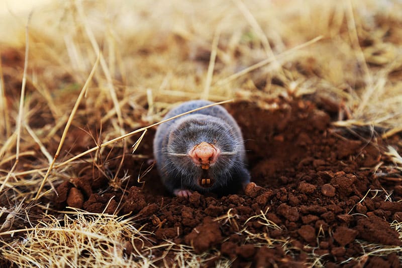 The dangers of having moles in your yard
