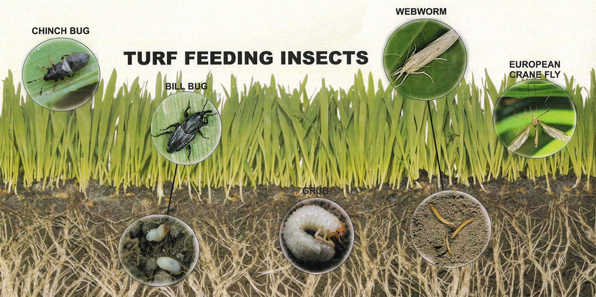Contender's Tree & Lawn Specialists - Turf Feeding Insects